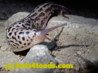 /home//u458753944/public_html/sourcegallery///Insects and small critters/slugs snails leaches (Gastropoda and Annelida)/P8031015.JPG